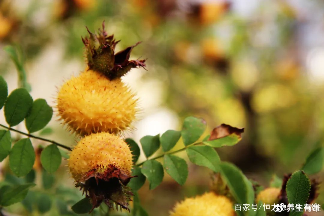「刺梨经典」“小刺头”变“黄金果”，清朝诗人都说妙！_百科TA说