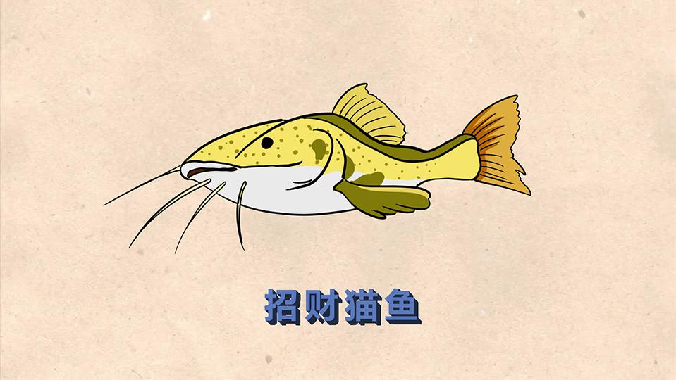 招财猫鱼:鲶形目油鲶科动物