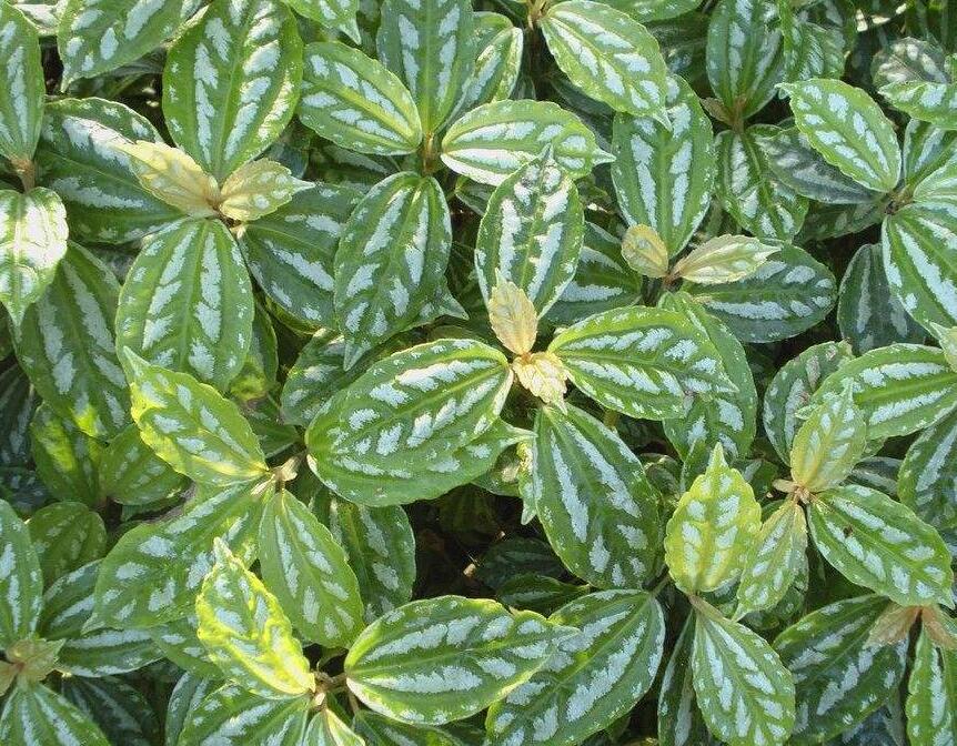 透茎冷水花(原变种)