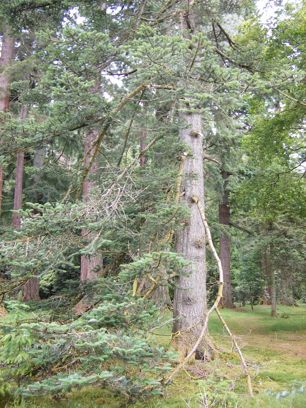 常绿乔木30种(常见绿化树木名称及图片大全)