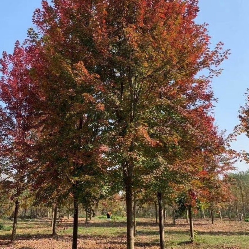 &nbsp;)是 a target="_blank" href="/item/槭树科/7333429" data