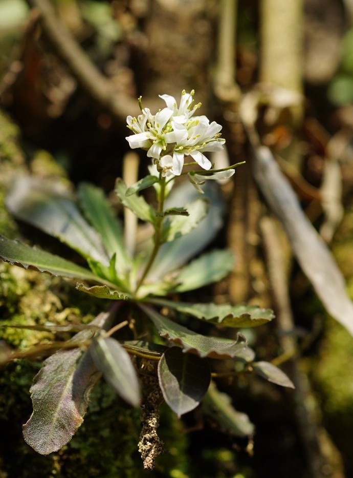 arabis alaschanica