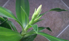 代代花：橘香扑鼻，既食且药_百科TA说