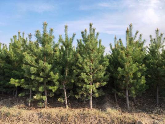 樟子松伊春植物园家系2号_百度百科