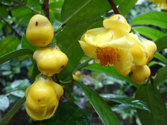 野生金花茶_百度百科