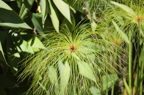 papyrus)是莎草科,莎草属的植物,具有粗壮的根状茎,高达2-3米,茎秆