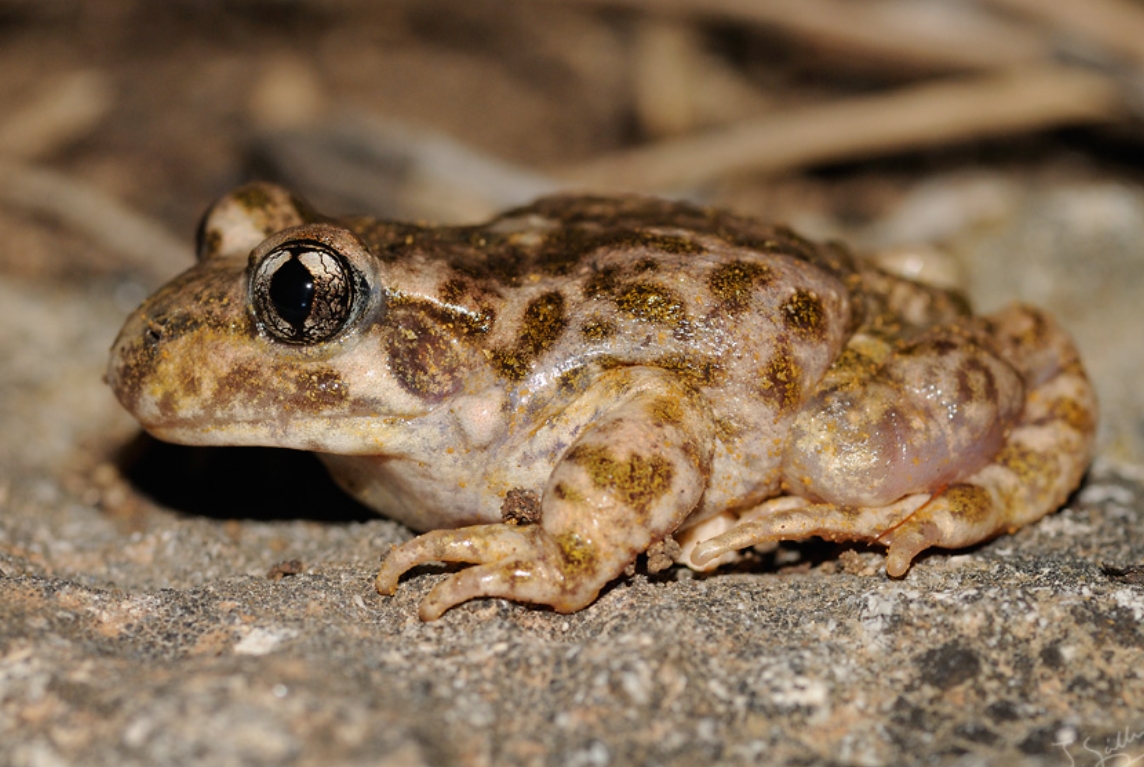 southern midwife toad