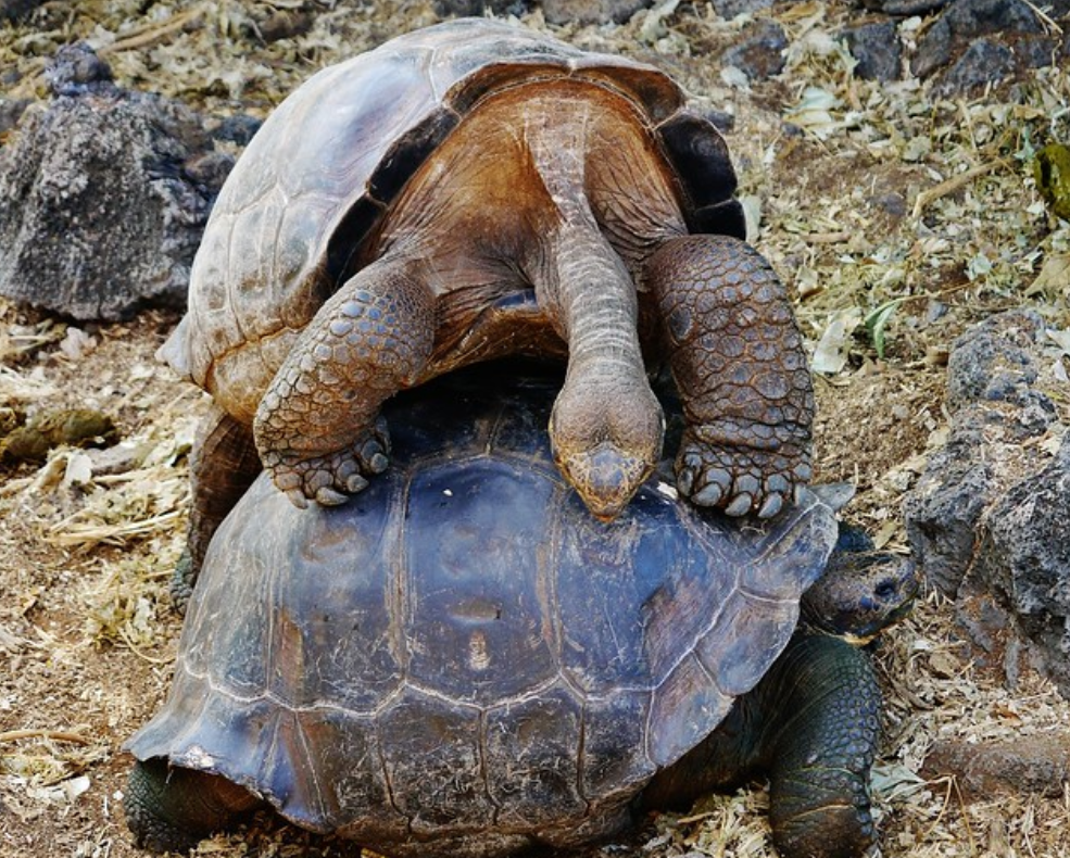  p>阿根廷象龟(学名: i>chelonoidis chilensis /i>):是爬行纲,陆龟科