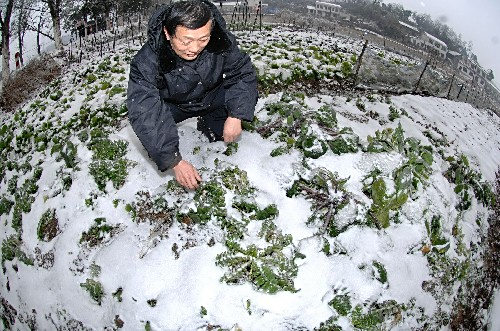 <p>湖南宁乡县境内被厚厚冰雪覆盖的菜地