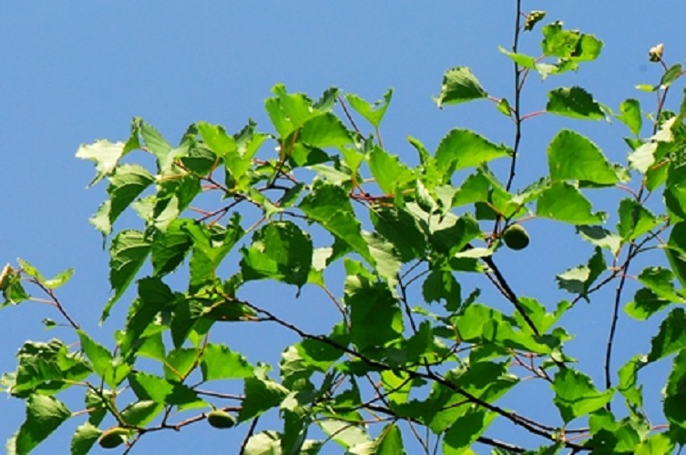  p>东北杏(学名:prunus mandshurica (maxim.) koehne.