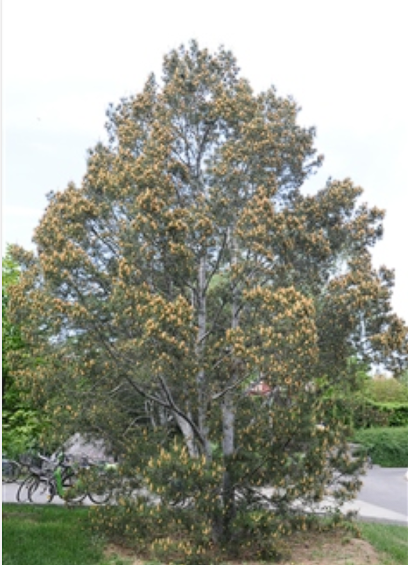  p>白皮松(学名: i>pinus bungeana /i> zucc.