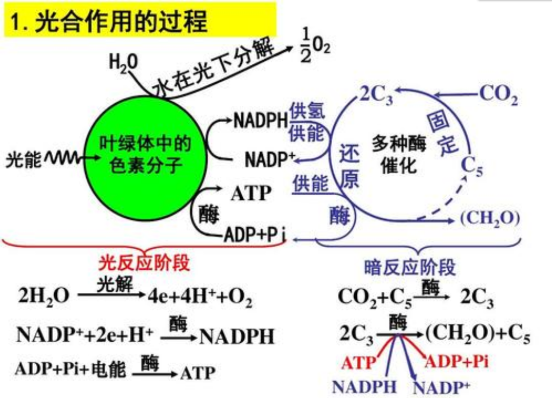 一秒相当于310亿年，能否看到光合作用中，分子化学反应的画面？_百科TA说