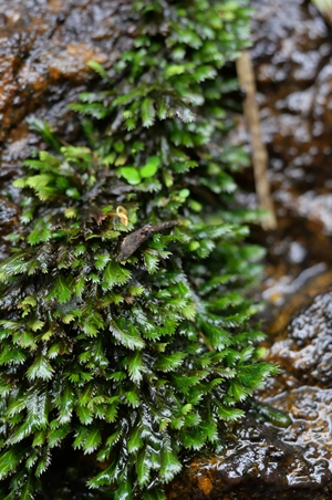 是 a target="_blank" href="/item/凤尾藓科/4979217" data-lemmaid