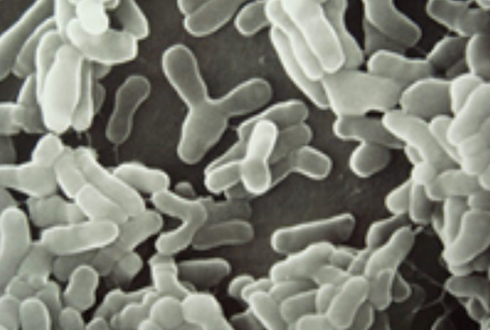 长双歧杆菌bb536