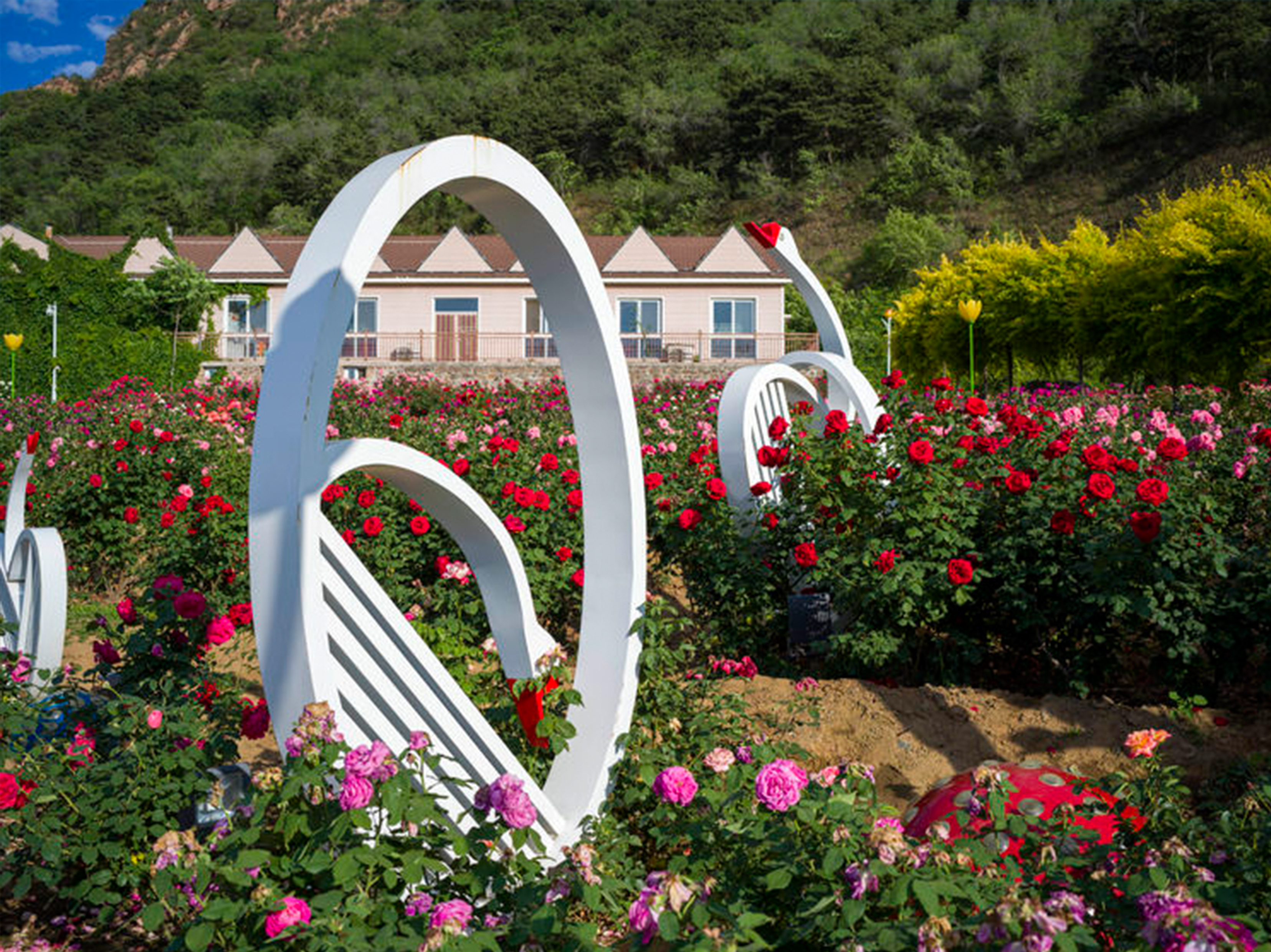 玫瑰情园夜景公园