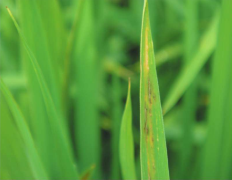 水稻细菌性褐斑病