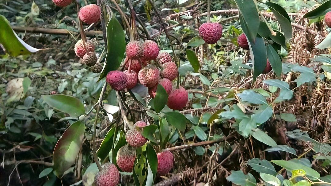 野荔枝树（鸡素果），你们那有吗？_科星球_百度百科