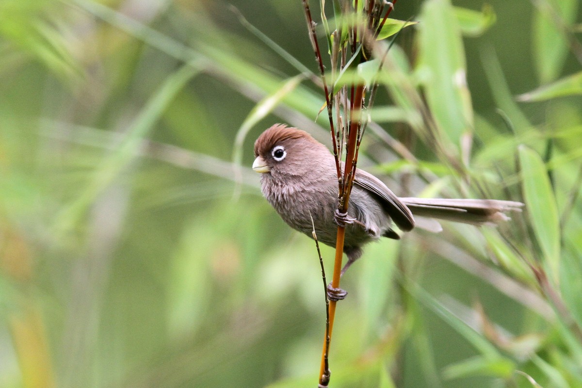  p>白眶鸦雀(学名: i>sinosuthora conspicillata /i>)是莺科,鸦雀属