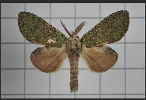  p>青胯舟蛾( i>syntypistis cyanea /i>&nbsp;leech,1889)是 a