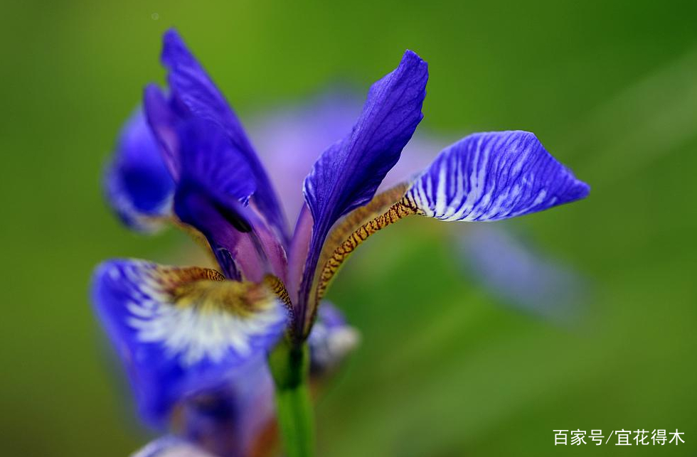 “马兰花马兰花，风吹雨打都不怕”，童谣马兰花究竟是什么花？_百科TA说