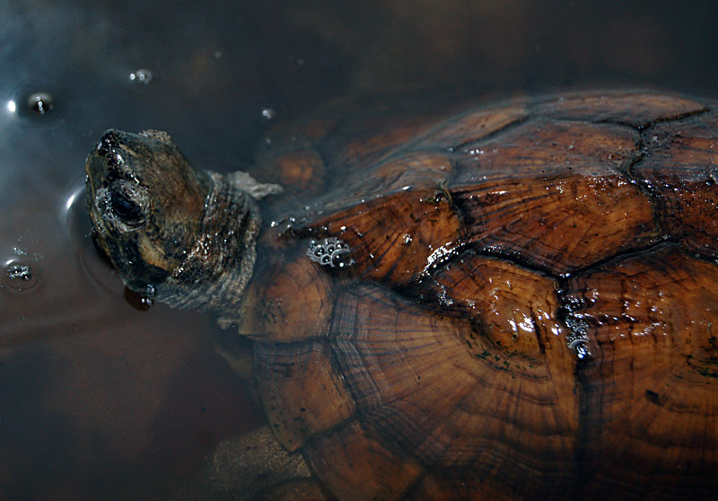  p>齿缘摄龟(学名: i>cyclemys dentata /i>)是龟科,摄龟属动物.
