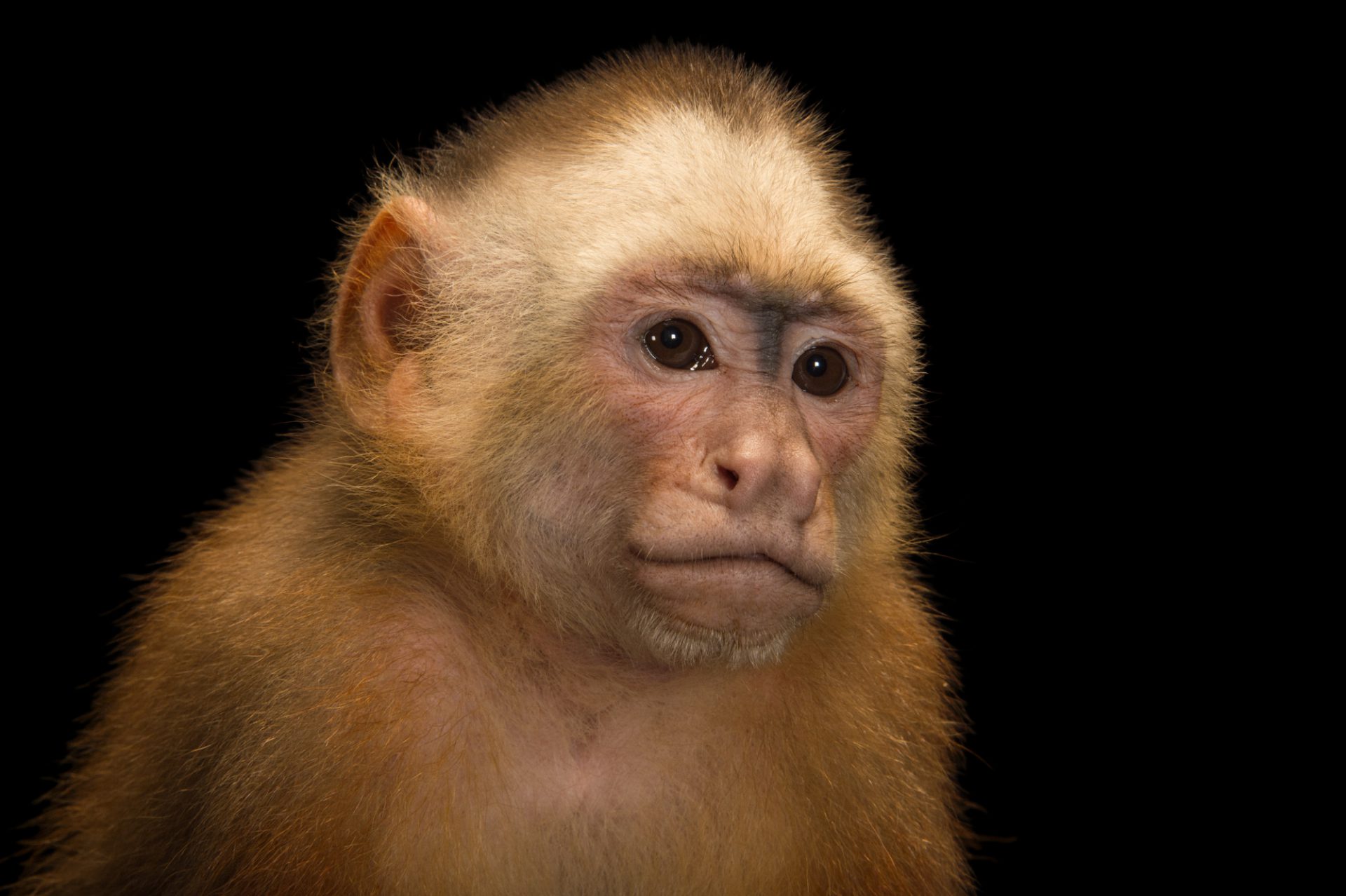 varied white-fronted capuchin