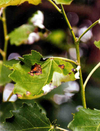  p data-id="gnb5gttb1e">杨树黑斑病是由杨生盘二孢菌引起的,发生在 