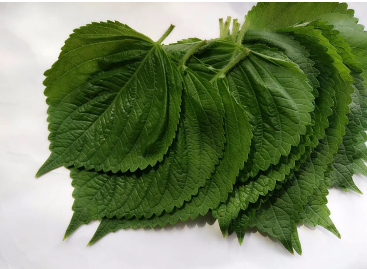 id="taevjvmtb3db">苏子是唇形科紫苏属一年生草本植物紫苏的果实