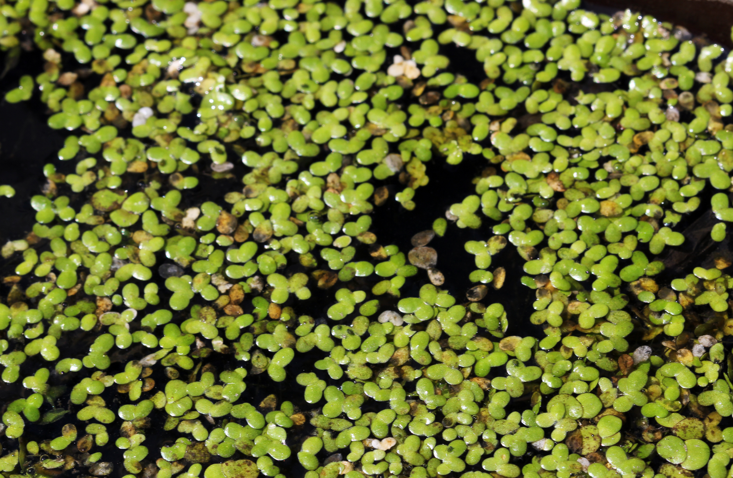 commom duckweed