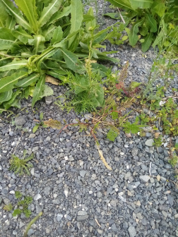 Catapodium rigidum_百度百科