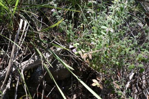 Mentha grandiflora_百度百科