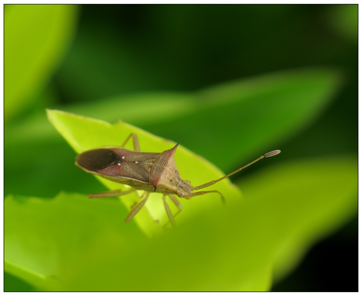  p>昆虫名,为半翅目,缘蝽科.