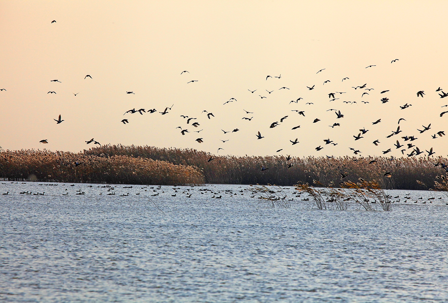 黄(渤)海候鸟栖息地(第一期)