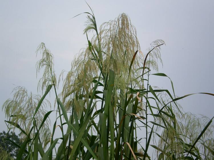  p>芦苇(学名: i>phragmites australis  /i>(cav.) trin.