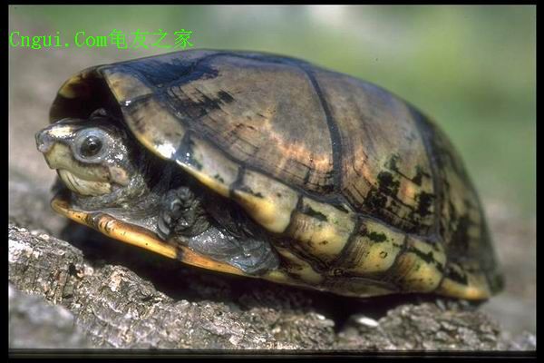 斑纹泥龟出没在墨西哥 a href="#" data-lemmaid