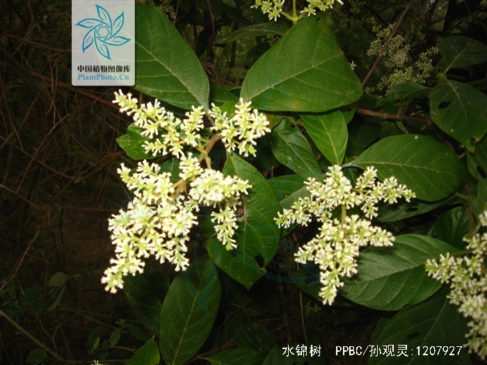 为茜草科植物水锦树 i>wendlandia uvariifolia  /i>hance的根,叶.