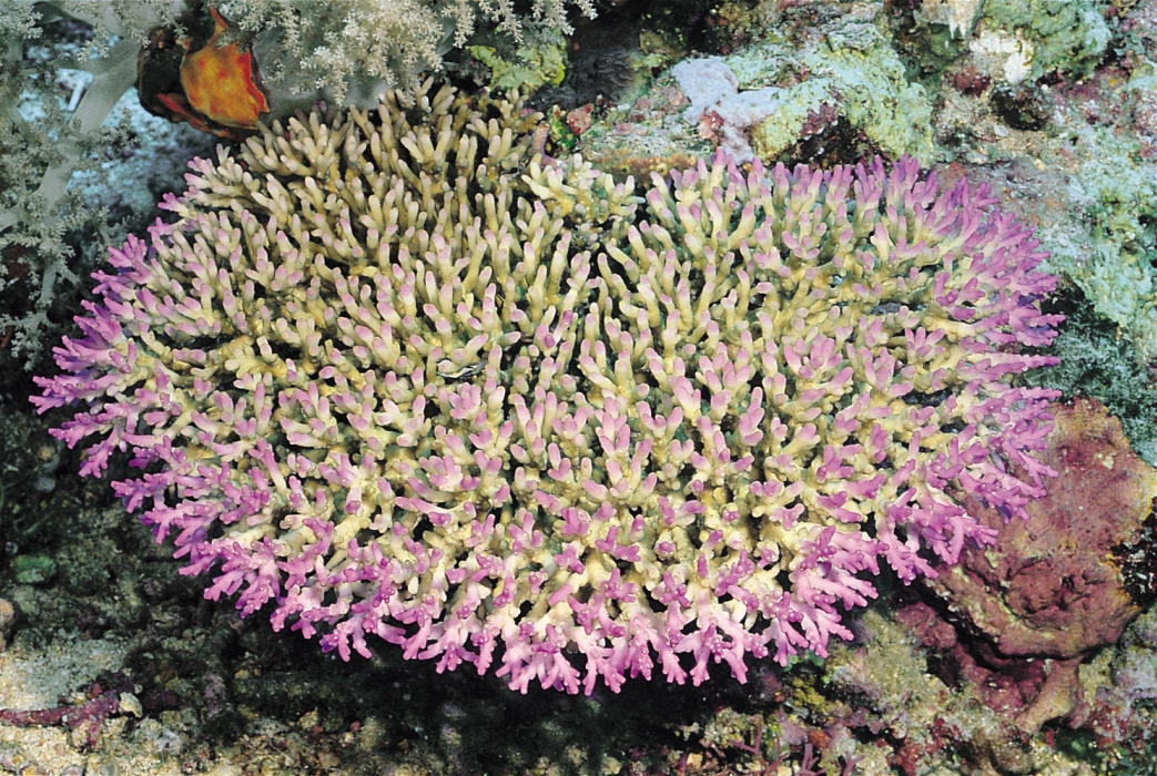 acropora granulosa