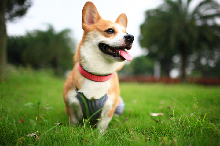 卡地甘威尔士柯基犬