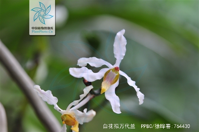  p>白花拟万代兰(学名: i>vandopsis undulata /i>  (lindl.) j. j.