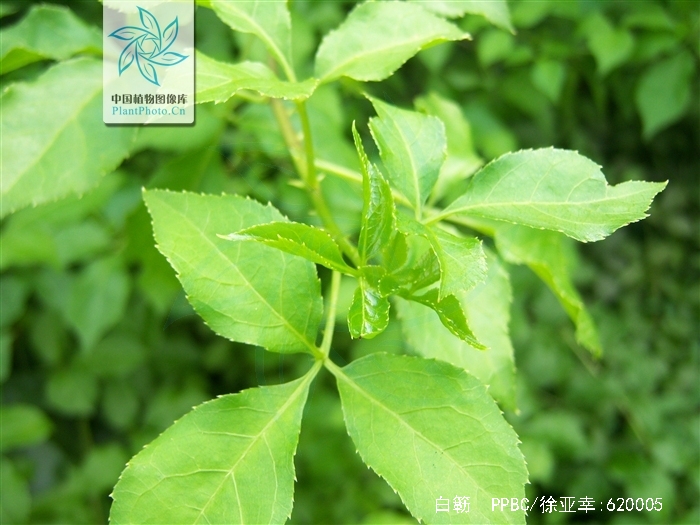  p>白簕(拉丁文名: i>eleutherococcus trifoliatus /i>),披散灌木,常