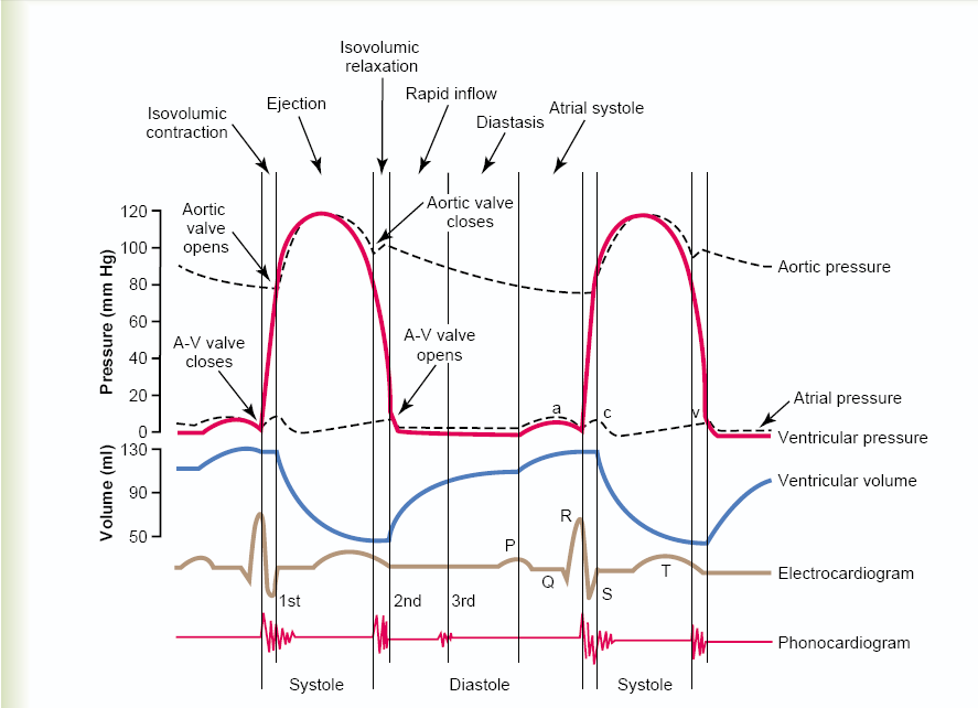  p>心动周期(cardiac cycle)指从一次 a target="_blank" href="/item