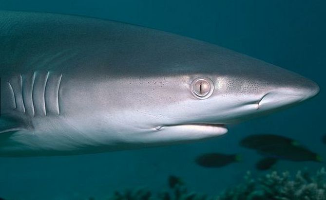  i>carcharhinus galapagensis /i>):又称直翅真鲨,体型中等,1