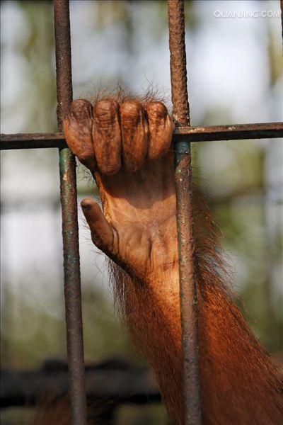 href="#" data-lemmaid="1593453">猴子 /a>最大不同的地方就是没有 a