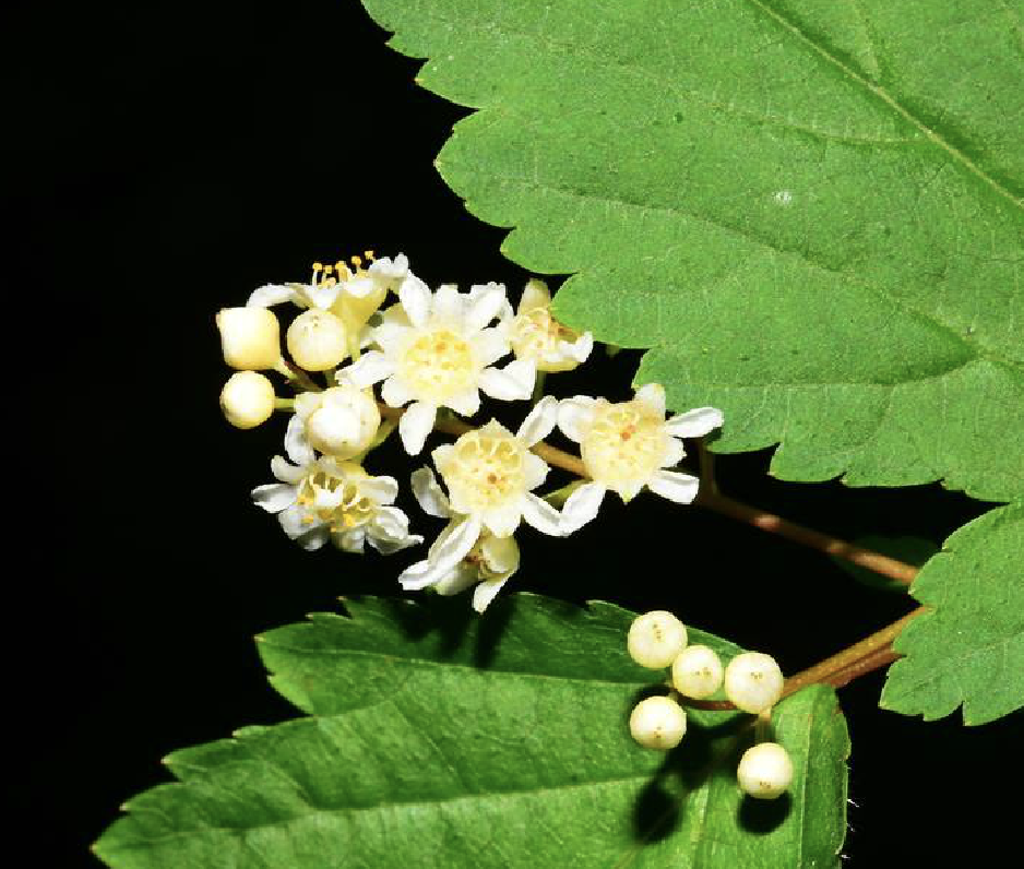  p>华空木(学名: i>stephanandra chinensis /i> hance)是 a target="