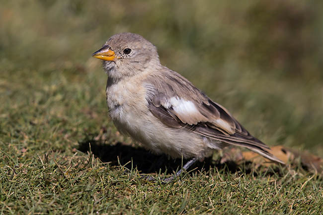  p>褐翅雪雀(学名: i>montifringilla adamsi /i>):为 a href="#"