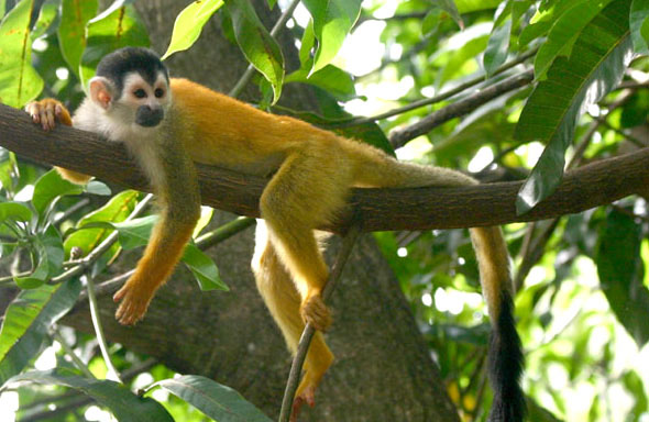 black-crowned central american squirrel monkey
