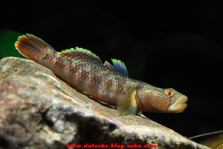 氏吻鰕虎鱼(学名: i>rhinogobius cliffordpopei /i>),为鰕虎鱼科鱼类