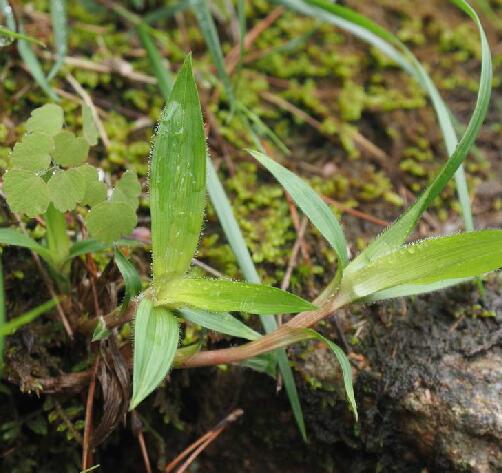  p>宽叶薹草(学名: i>carex siderosticta /i> hance)是莎草科薹草属