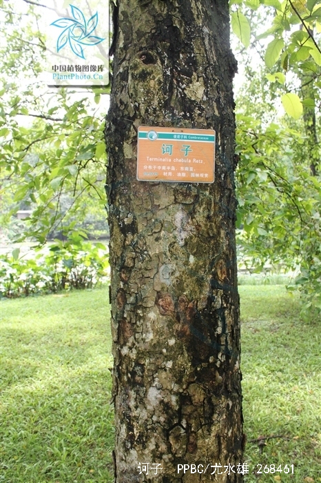 为使君子科植物诃子 i>terminalia chebula /i> retz.