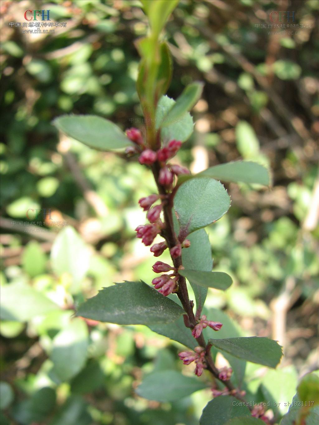 为紫金牛科铁仔属植物铁仔 i>myrsine africana /i> linn.的根或枝叶.